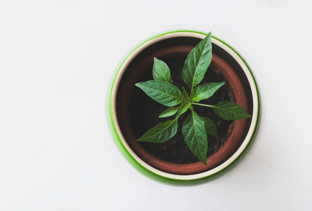 Young green plant in a ceramic pot