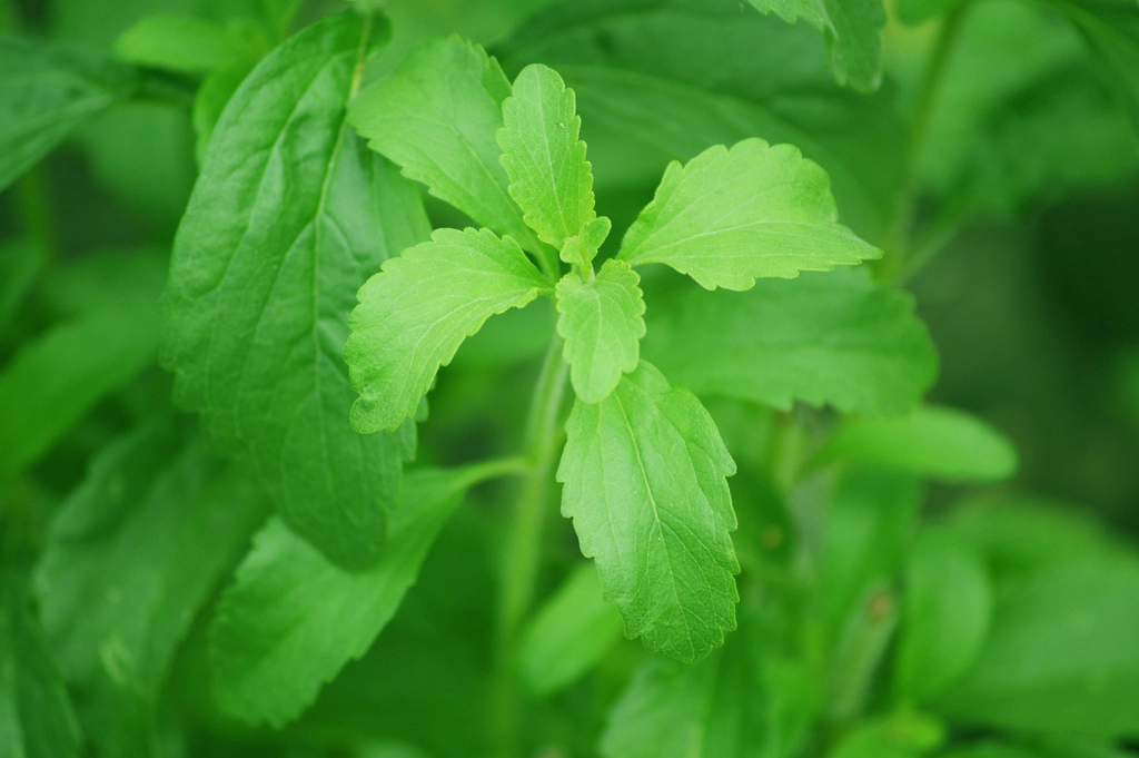 Herb foliage detail under bright light