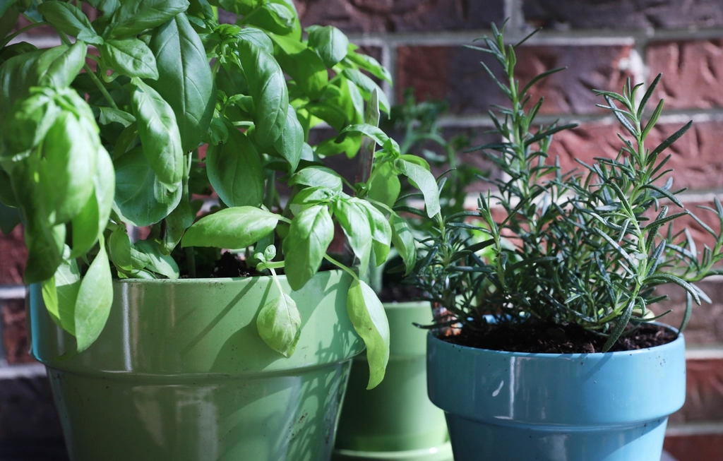 Row of indoor plants along a bright wall