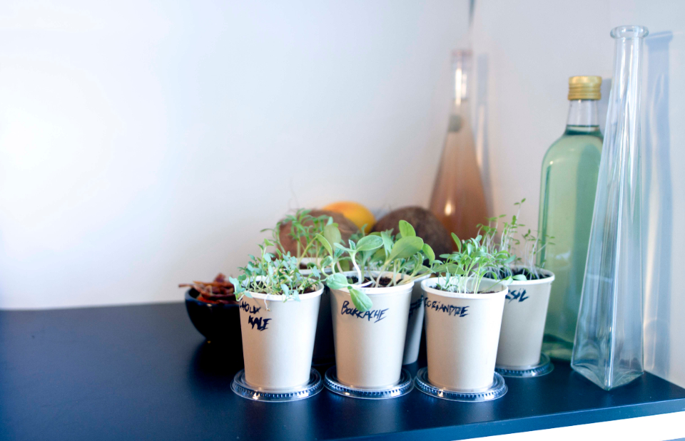 Small pots with trays for spill protection