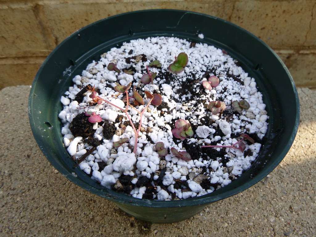 Indoor herb seedlings starting under light