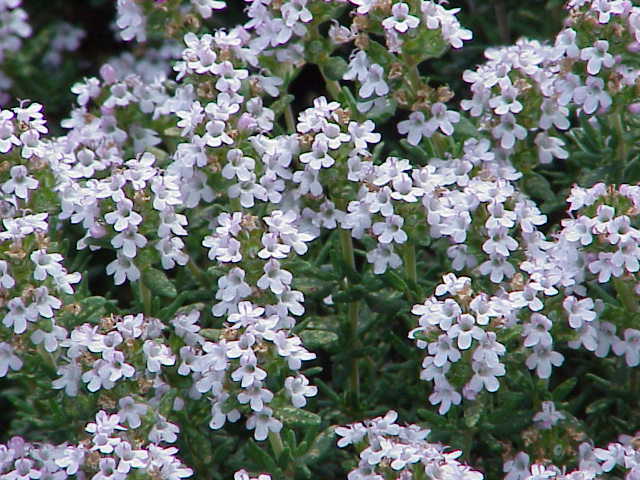 Flowering thyme — still a solid low-light apartment herb